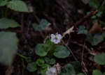 DSC_4838.jpg